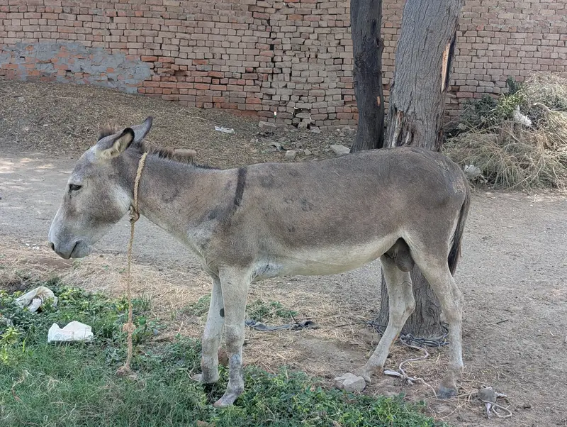 URGENT KHOTA FOR SALE