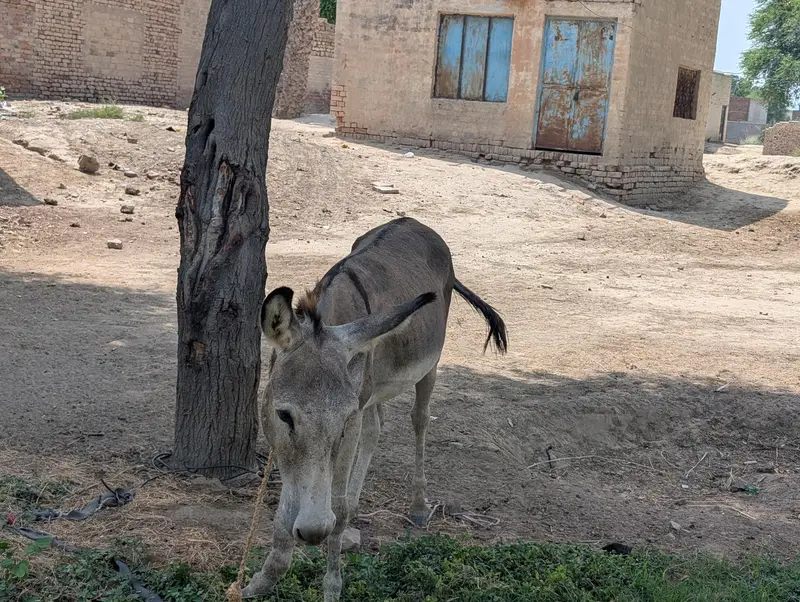 URGENT KHOTA FOR SALE — photo 2