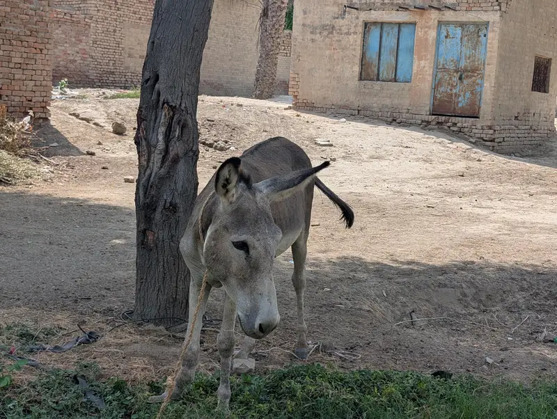 URGENT KHOTA FOR SALE — photo 3