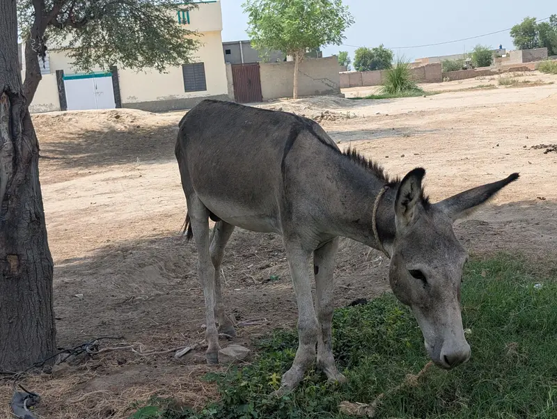 URGENT KHOTA FOR SALE — photo 4