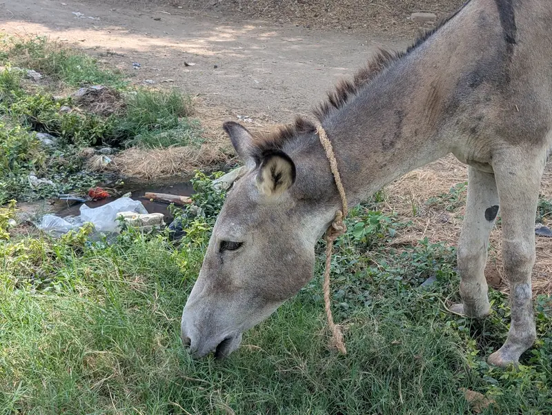 URGENT KHOTA FOR SALE — photo 5