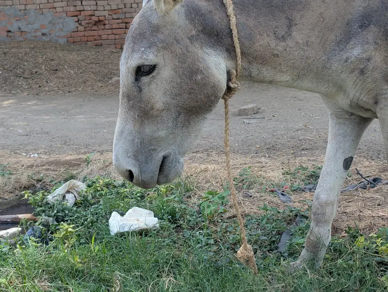 URGENT KHOTA FOR SALE — photo 6