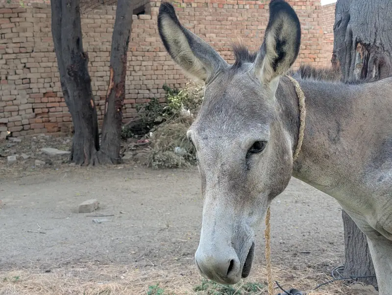 URGENT KHOTA FOR SALE — photo 7