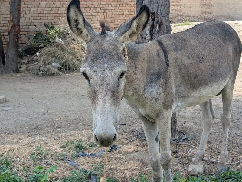 URGENT KHOTA FOR SALE — photo 8