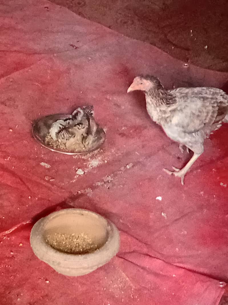 good hens 0