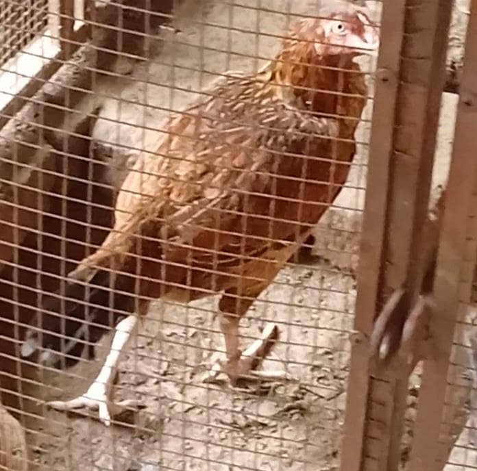 good hens 1