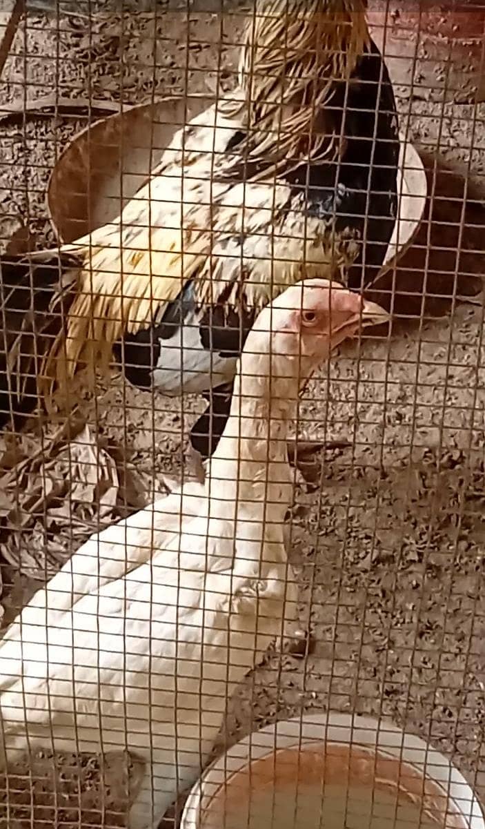 good hens 2