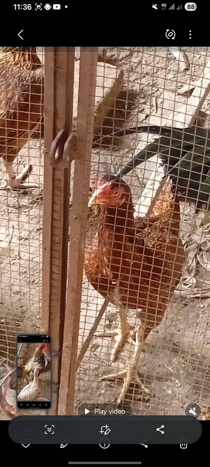 good hens 3