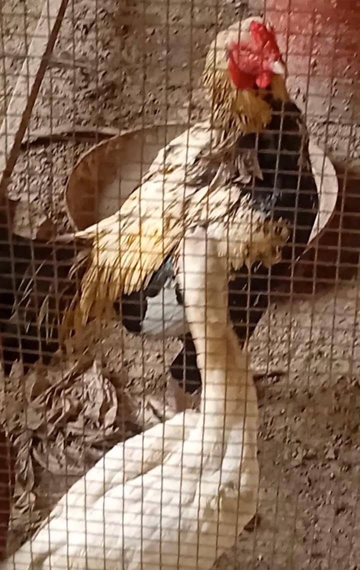 good hens 5