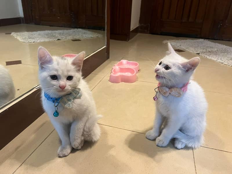 Persion Cats (pair) 0