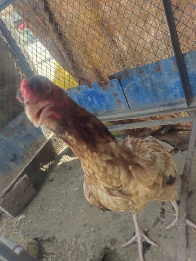 female for sale