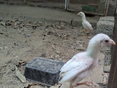 hiegth quilti aseel Punjab nasal