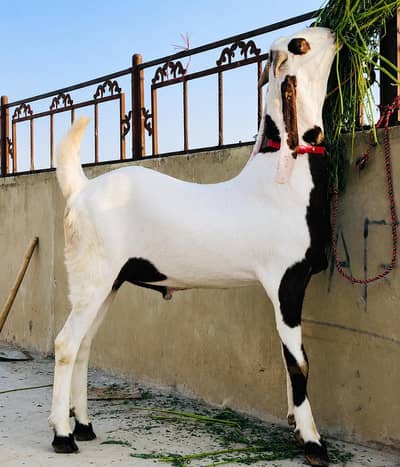 rajanpuri bakra for sale 03226337969 Whatsapp