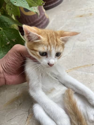 Kittens up for sale