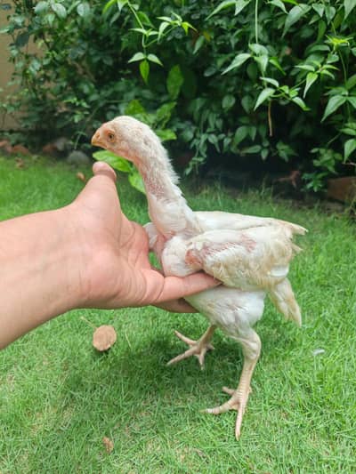 Heera Aseel For Sale
