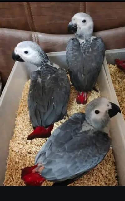 African grey parrot cheeks for sale good looking 03144646382