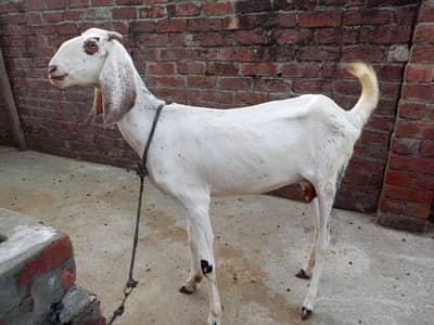 Shandar nasal ki 3 bakrian baraye farokht (Healthy Goats for Sale)