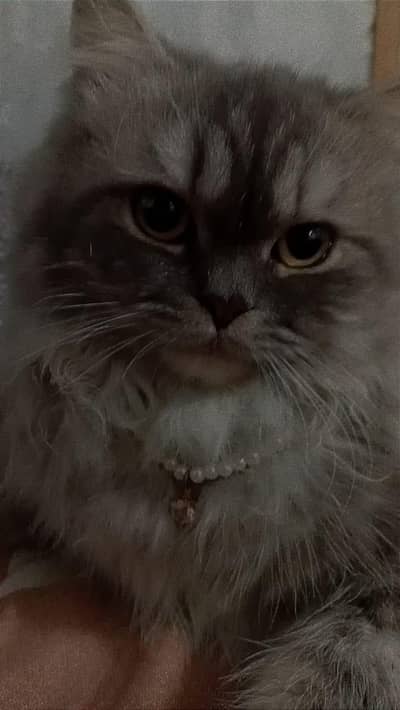 Persian cat malr