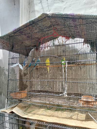 parrot