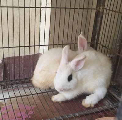 Hotot pair for sale