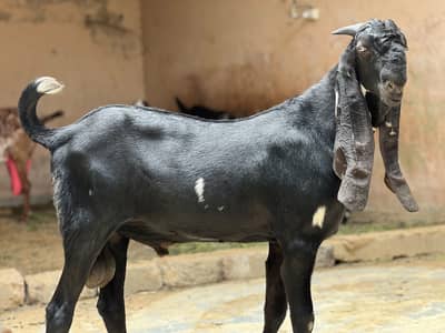 Kheera Breeder Quality male For sale 8 Months