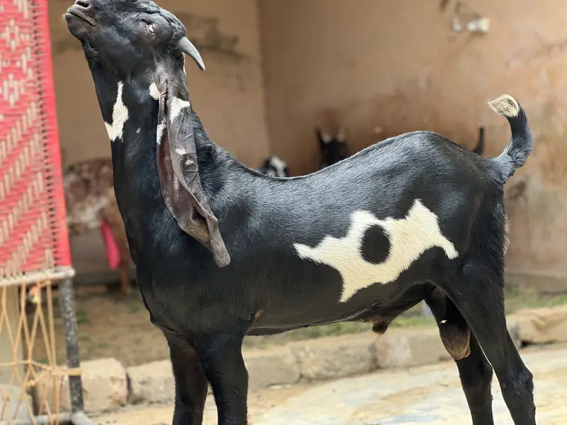Kheera Breeder Quality male For sale 8 Months — photo 2