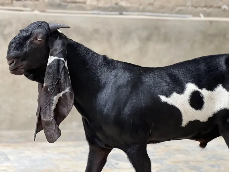 Kheera Breeder Quality male For sale 8 Months — photo 3