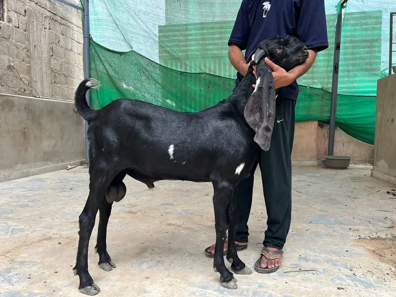 Kheera Breeder Quality male For sale 8 Months — photo 4