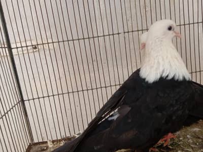 black karbalai breeder pair