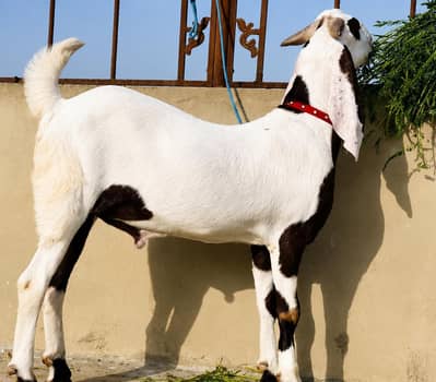 rajanpuri bakra for sale 03226337969 Whatsapp