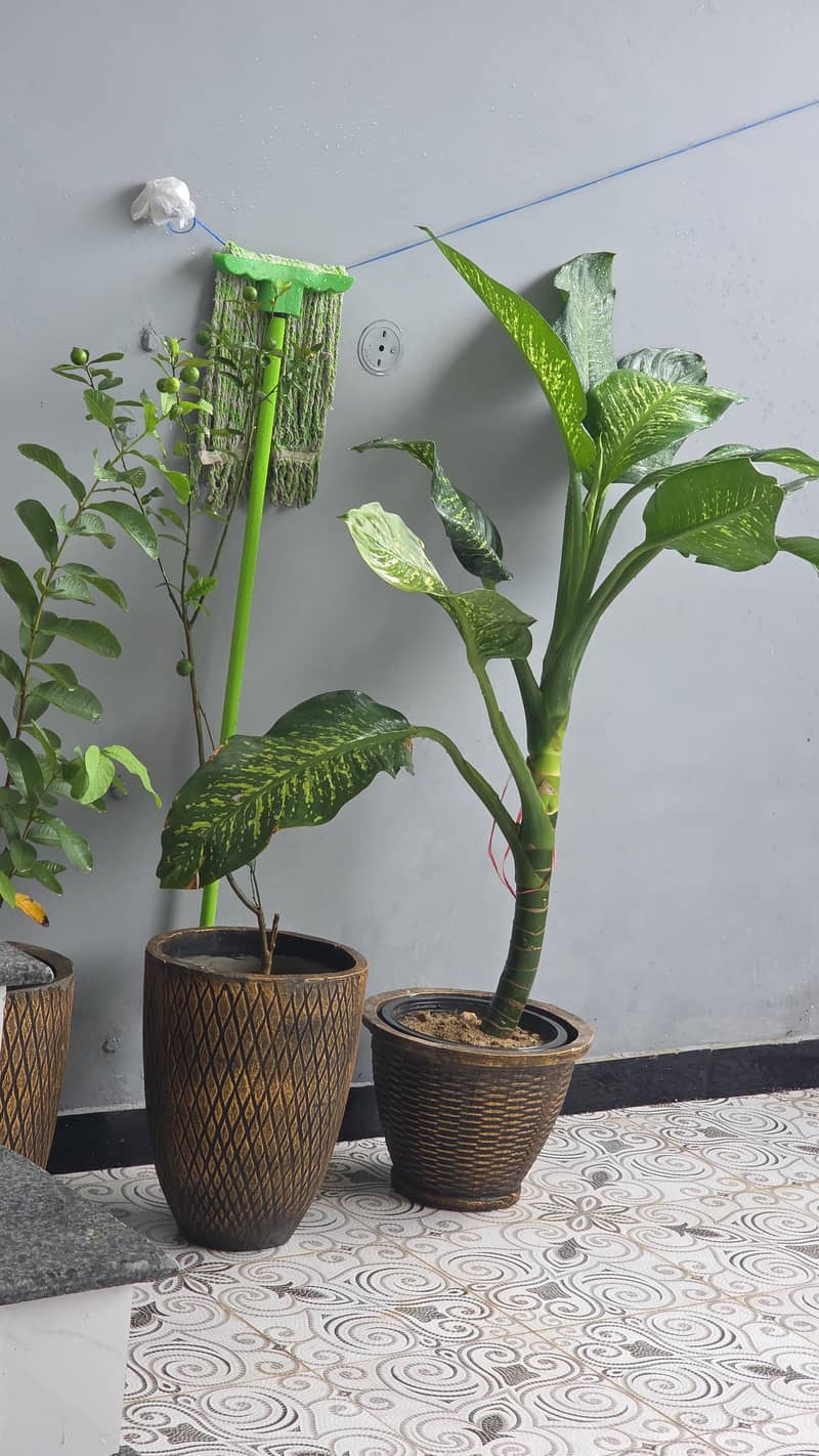 Real Plants  0