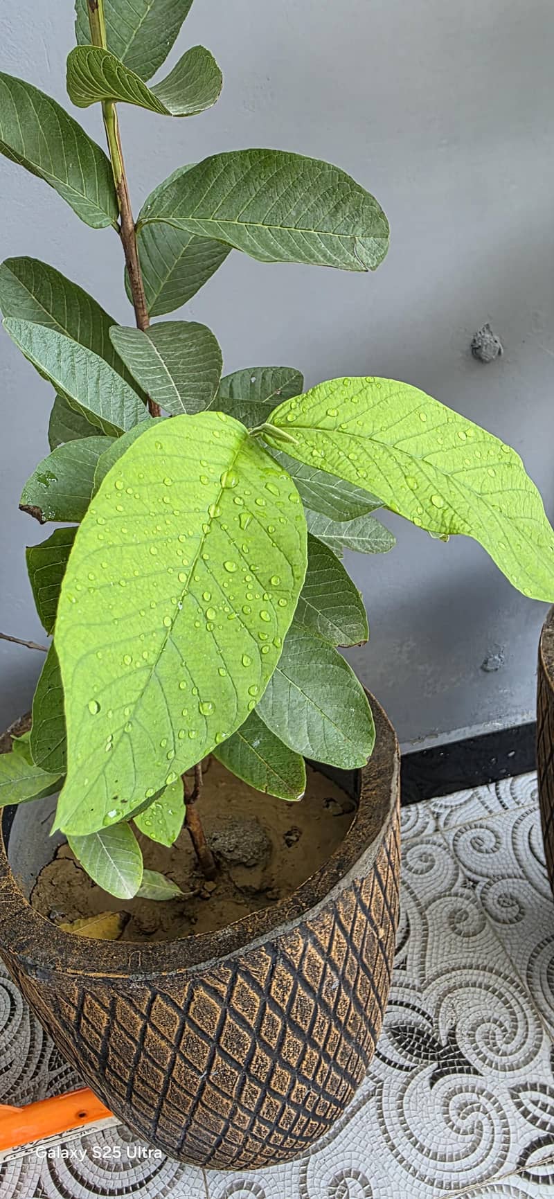Real Plants  1