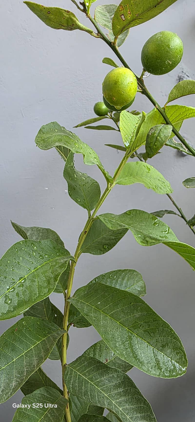 Real Plants  2
