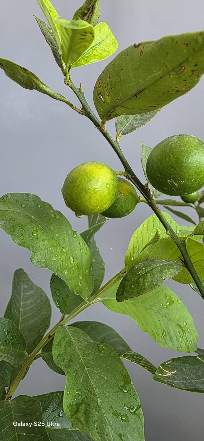 Real Plants  3