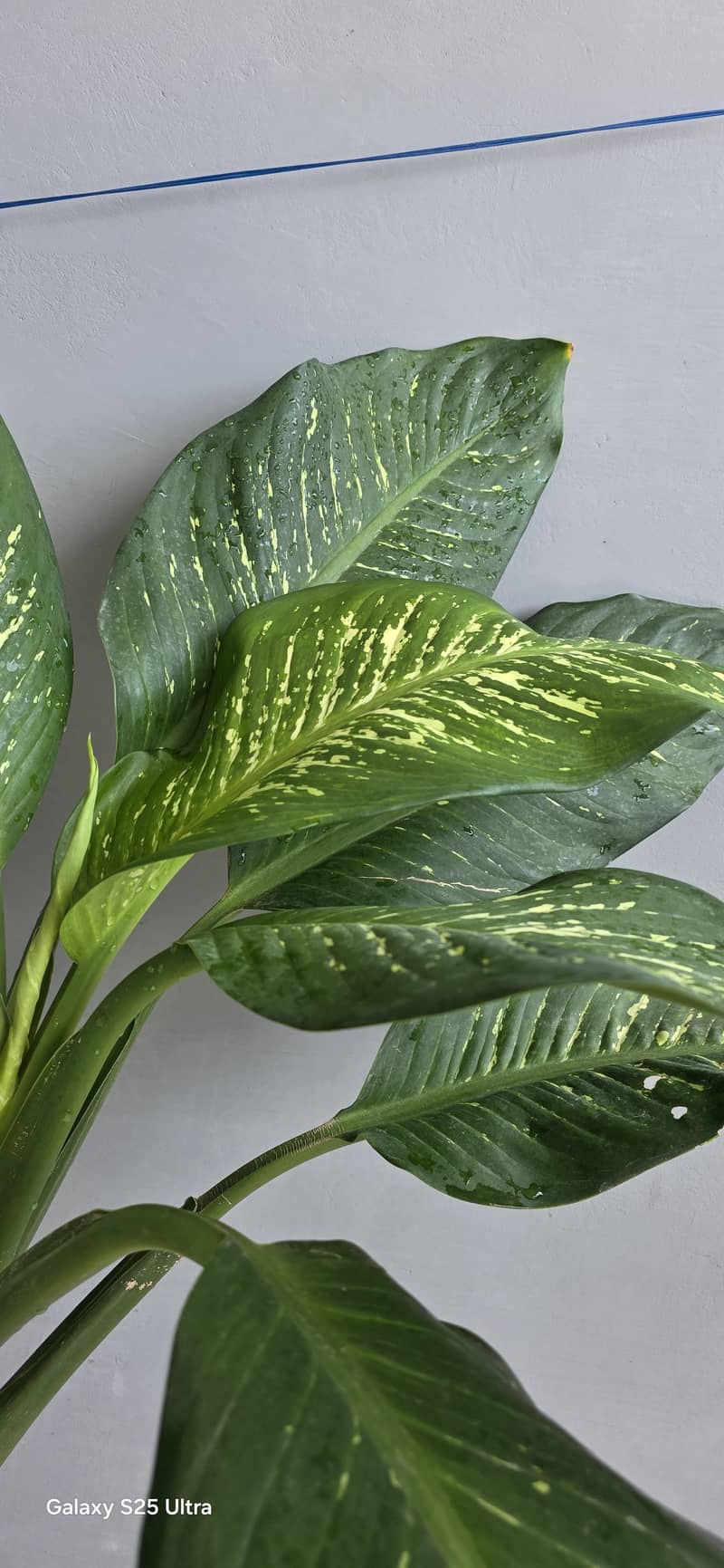 Real Plants  4
