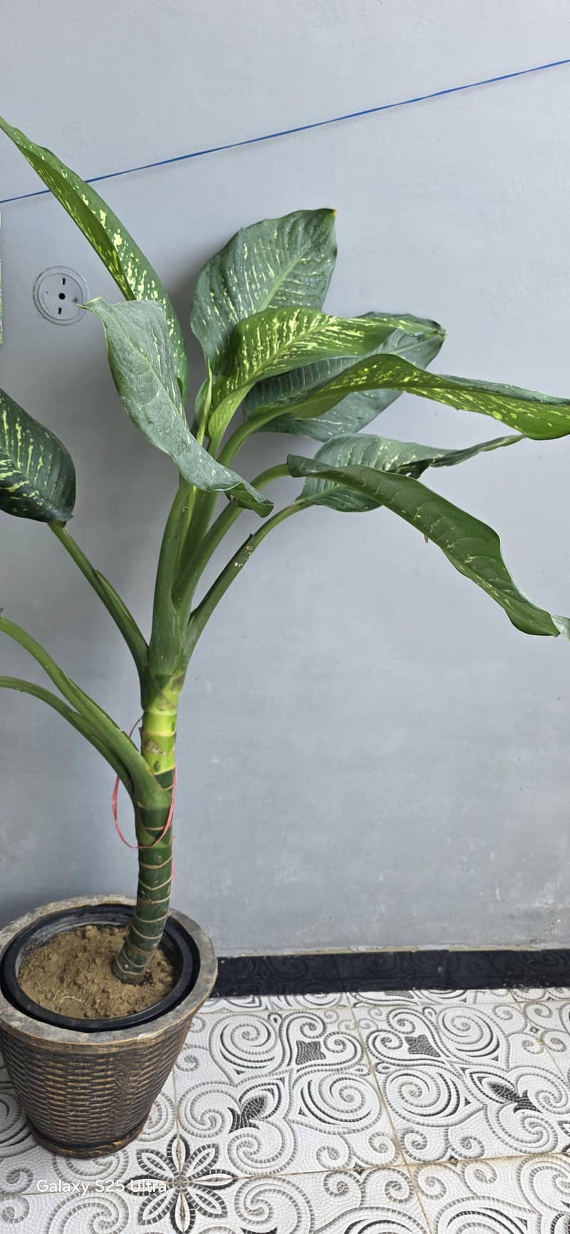 Real Plants  5