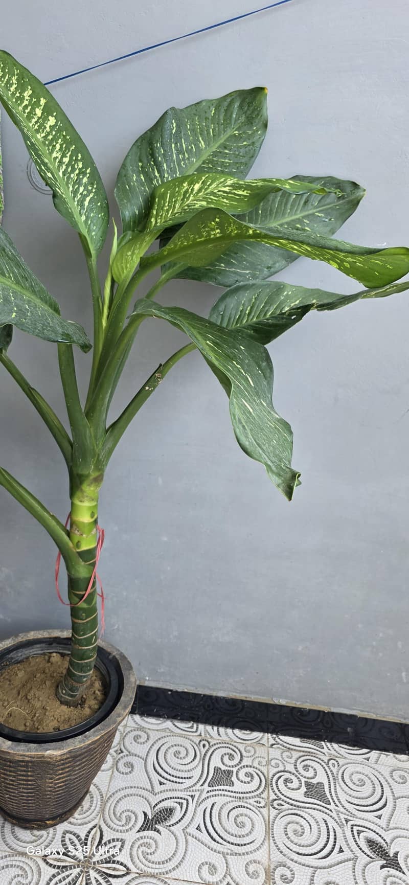 Real Plants  6