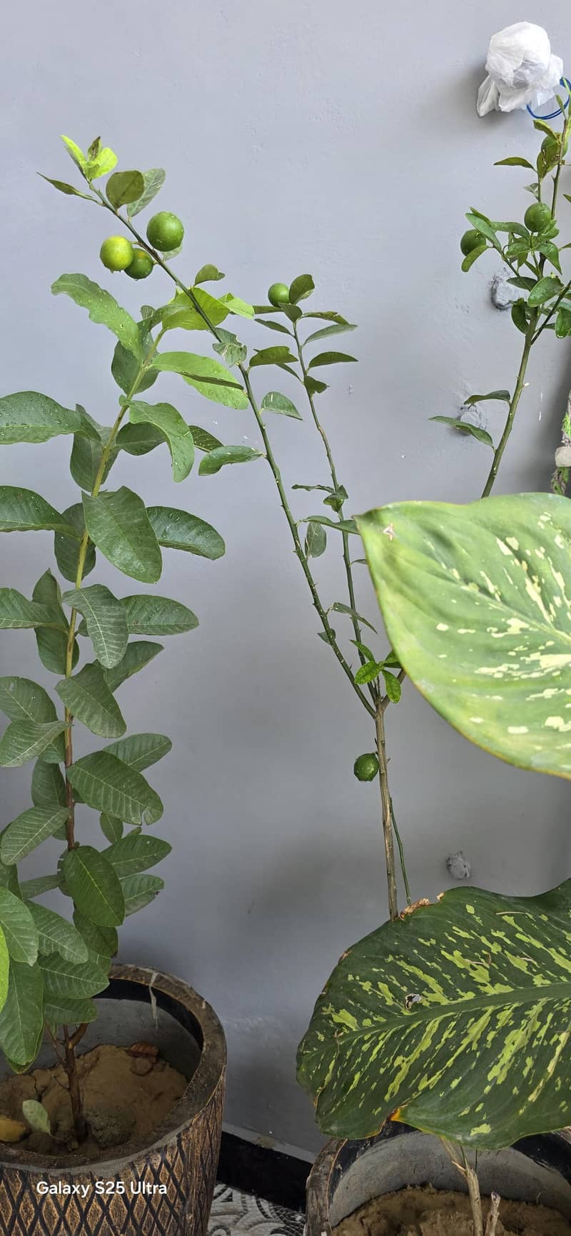 Real Plants  7