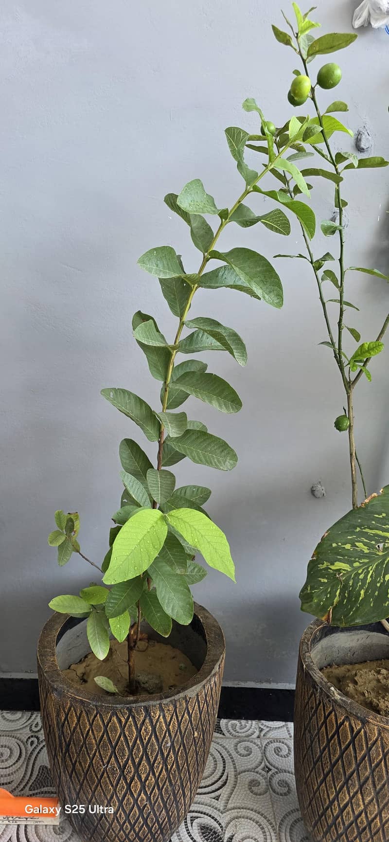 Real Plants  8