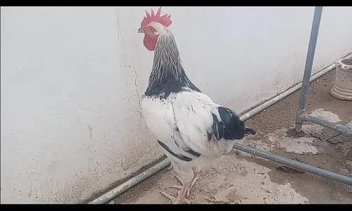 light sussex heritage 2 male for sale. 0315-5182449