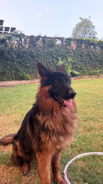 German shepherd orignal bread