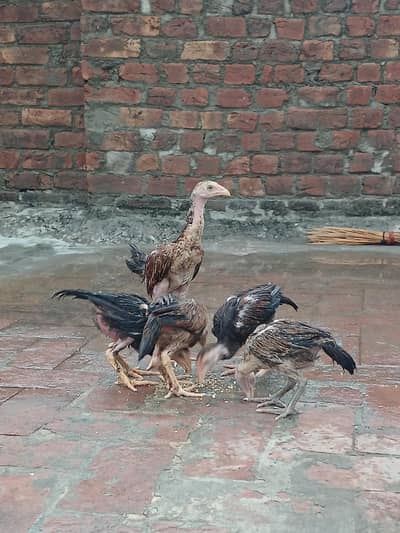 aseel chicks