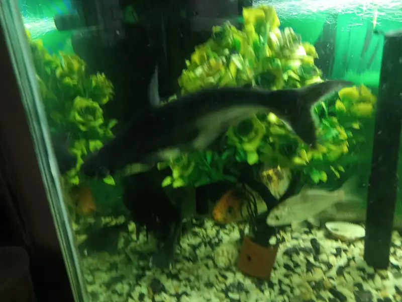 shark