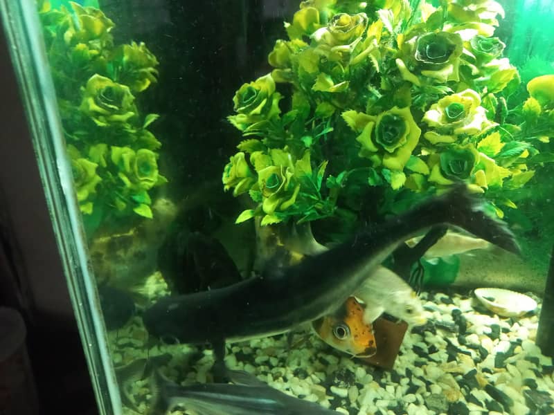 shark 1