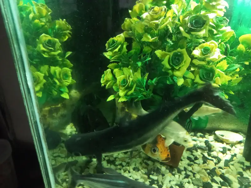 shark — photo 2