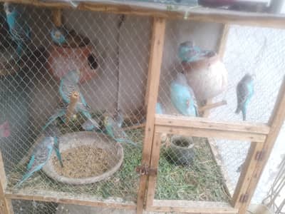 Astalian parrot 21pease with pair urgent sale 03234186602 watts app
