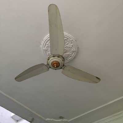 GfC fans 56" off white and gold