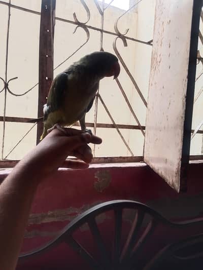 kashmiri phari talking parrot