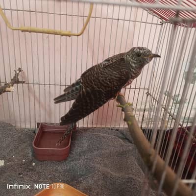 asian koel
