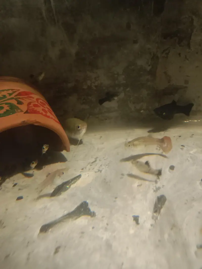 Black and Marble Molly Fish - Only Exchange
